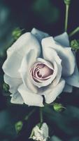 Rose Wallpaper 截图 2