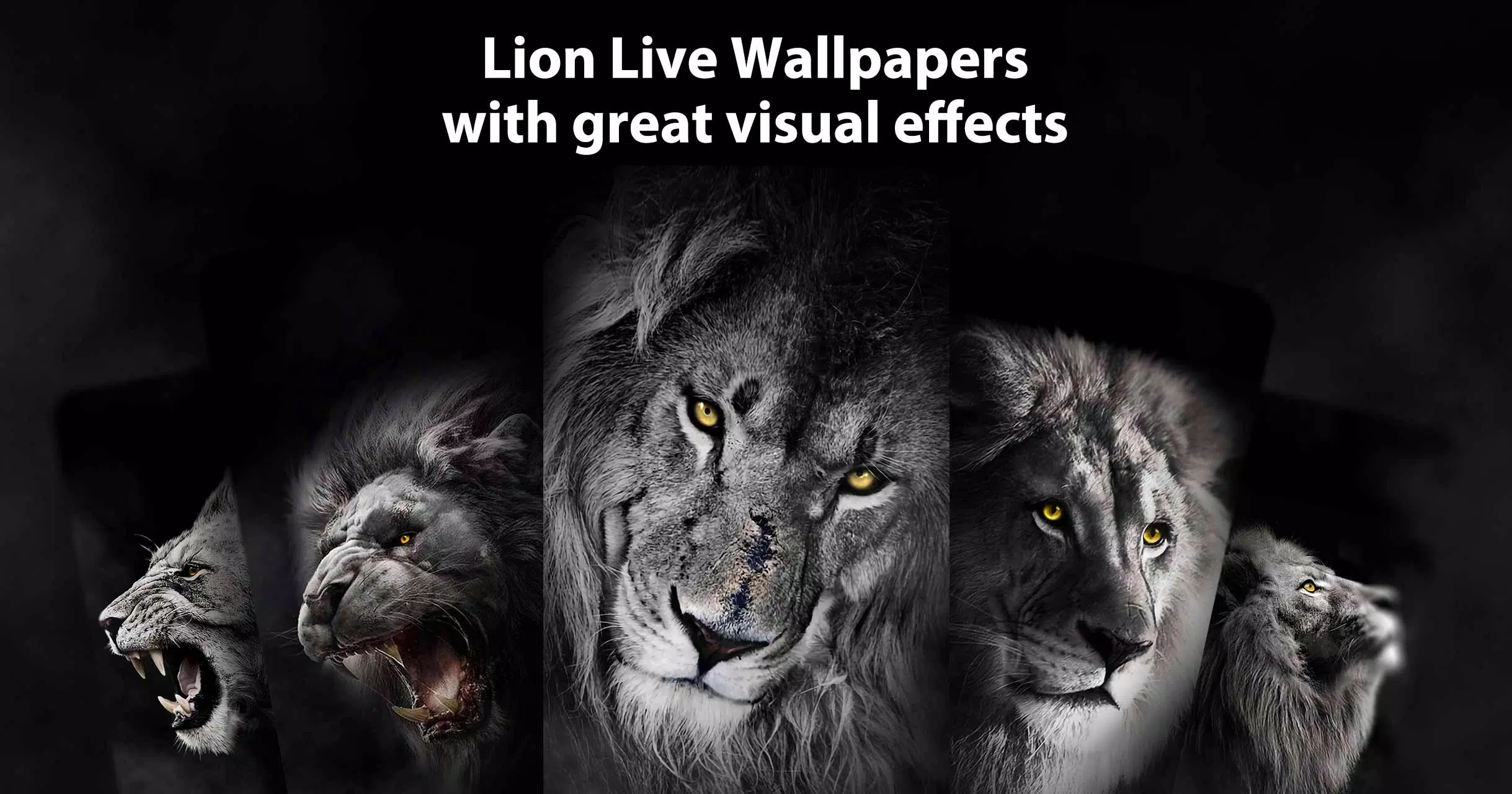 Wild Lion Live Wallpaper Themes APK per Android Download Wild Lion Live Wallpaper Themes APK per Android Download