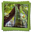 Bamboo Forest Live Wallpaper APK
