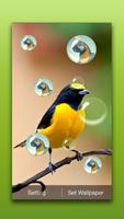 برنامه‌نما Bird Live Wallpaper عکس از صفحه