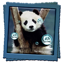 Panda Live Wallpaper APK