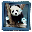 Panda Live Wallpaper