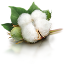 Cotton-IFC APK
