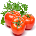 Tomato-IFC icône