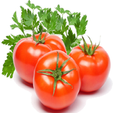 Tomato-IFC biểu tượng