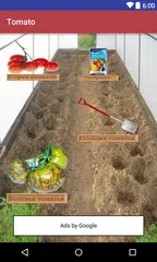 Tomatoes APK download