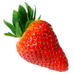 Prozess  wachsenden Erdbeeren