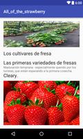 El proceso de cultivo  fresas Poster