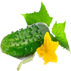 آیکون‌ cucumber(огурец)