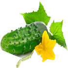 cucumber(огурец) आइकन