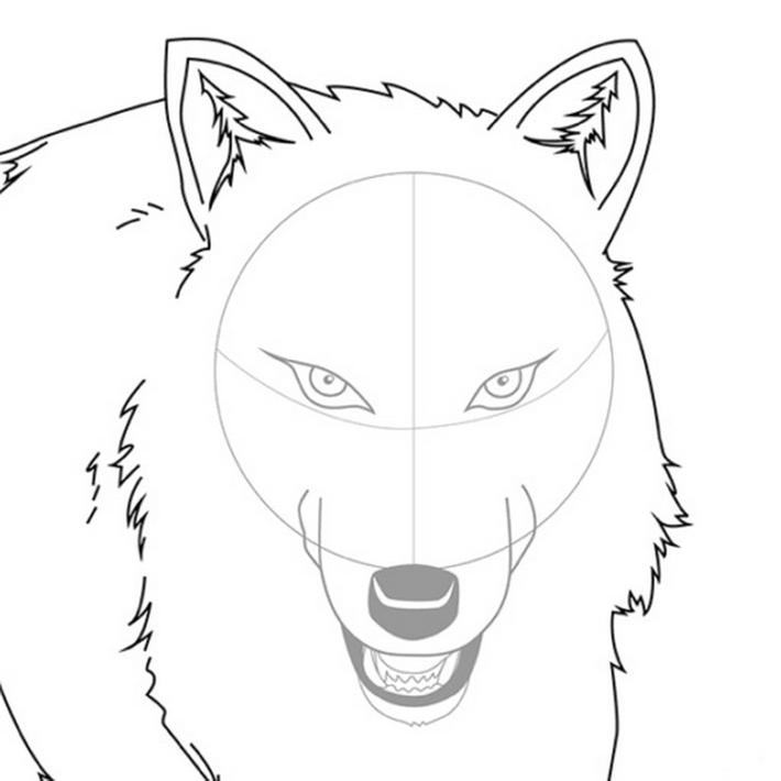 Волк поэтапно для детей. Поэтапное рисование волка. Морда волка. Рисунок волка карандашом для срисовки. Волк рисунок поэтапно.