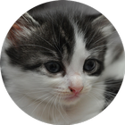 I Love Kittens Widget icône