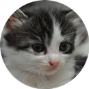 I Love Kittens Widget APK