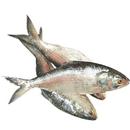 Nutritional quality of Hilsa fish APK