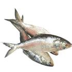 Nutritional quality of Hilsa fish icône