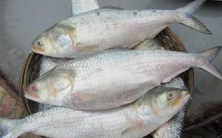 Nutritional quality of Hilsa fish poster