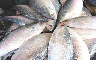 Nutritional quality of Hilsa fish ภาพหน้าจอ 1
