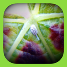 Leafroll3 icon