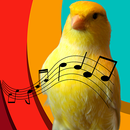 Chamar Canário APK