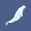 DS Dolphin Surface APK
