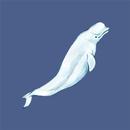 APK DS Dolphin Surface