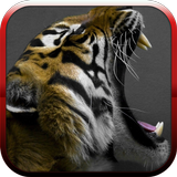 Big cats sounds icon