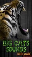 Big Cats Sounds 海报