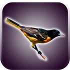 Birds Sounds and Wallpapers آئیکن