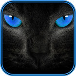 Katze Töne und Bilder