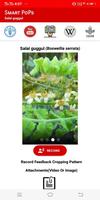 SMART Medicinal Plants -  Boswellia serrata ポスター