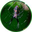Spider Wallpaper 2022