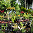 Icona giardino di orchidee