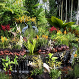jardim de orquídeas