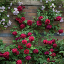 Rose Garden APK