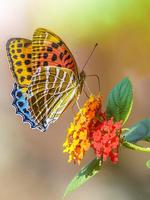 Butterfly Jigsaw Puzzles screenshot 1