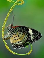 Butterfly Jigsaw Puzzles captura de pantalla 2