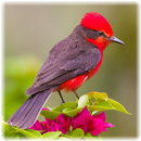 Bird Puzzle: Jigsaw Puzzles-APK