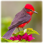 Bird Puzzle: Jigsaw Puzzles アイコン