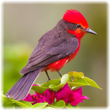Bird Puzzle: Jigsaw Puzzles