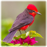 Bird Puzzle: Jigsaw Puzzles иконка