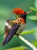 Bird Puzzle: Jigsaw Puzzles スクリーンショット 3
