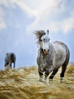 puzzle game horse постер