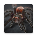What Spider Are You? APK