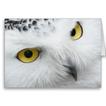 Snowy Owl Bird HD Wallpaper