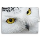 Snowy Owl Bird HD Wallpaper icône