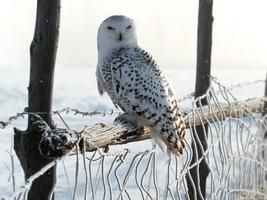 Snowy Owl Bird HD Wallpaper الملصق