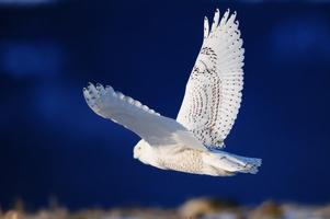 Snowy Owl Bird HD Wallpaper syot layar 1