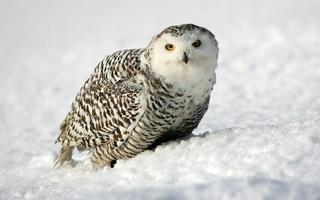 Snowy Owl Bird HD Wallpaper capture d'écran 2