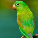 Parrot Sounds-APK