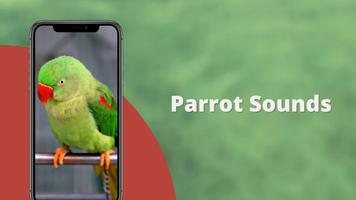 Parrot Sounds постер